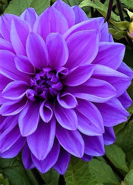 placeholder image of a purple flower